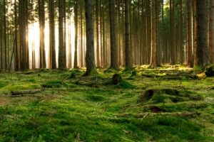 Ein grüner europäischer Wald in warmen Sonnenlicht