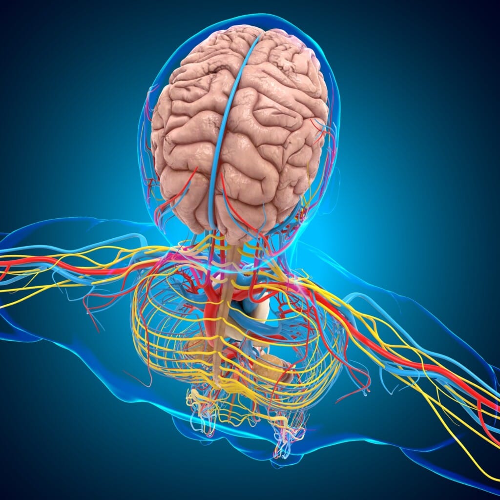 Die Grafik mit dem blauen Hintergrund zeigt das vegetative Nervensystem mit Sympathikus und Parasympatikus